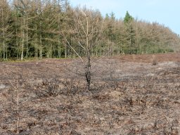 IMGP9839-Afbraendt hede